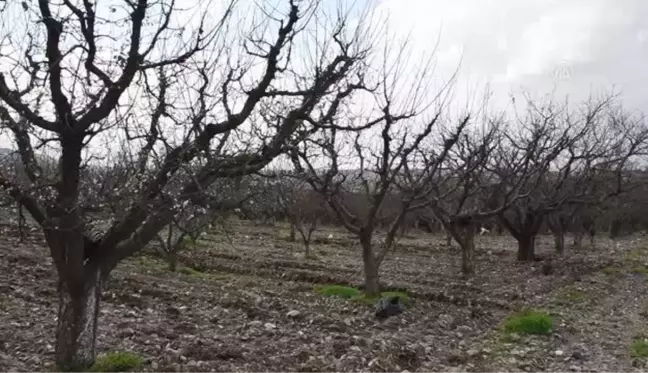 Erik ağaçları aralık ayında çiçek açtı