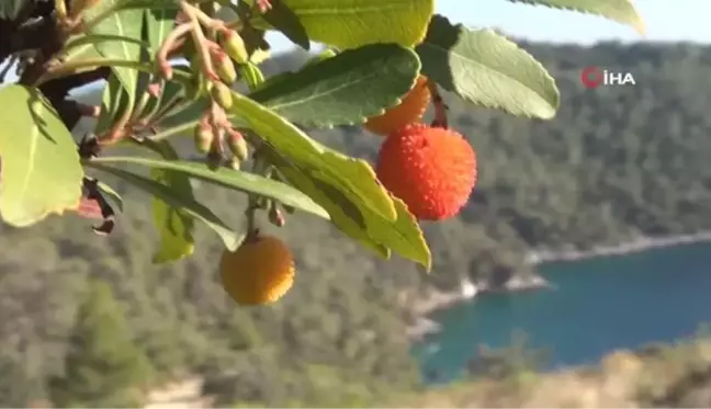 Tabiattaki binlerce yıllık şifa