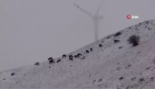 Kar altında yem arayan yılkı atları böyle görüntülendi