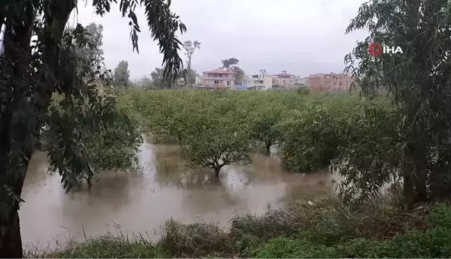 Asi Nehri taştı bahçeler sular altında kaldı