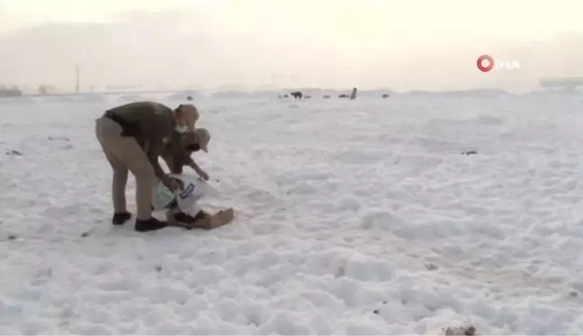 Son dakika... Konya'da hayvanları koruma polisleri, bin 45 ihbara yanıt verdi