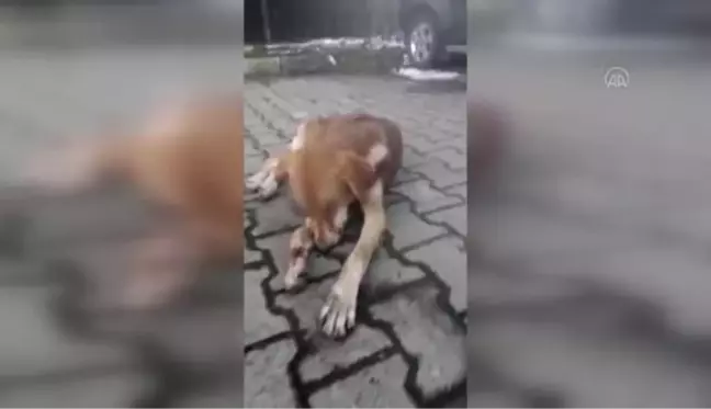 ZONGULDAK - Gözleri oyulmuş halde bulunan köpek tedaviye alındı