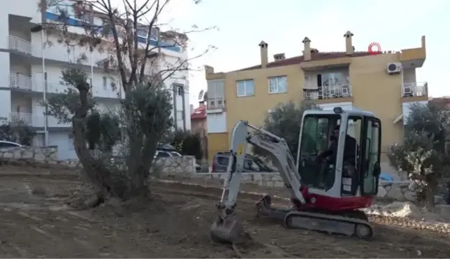 Kuşadası Belediyesi yarım asırlık zeytin ağaçlarını kesilmekten kurtardı