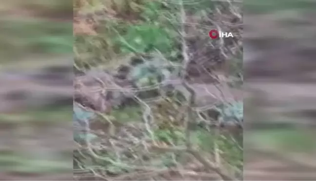 Giresun'da aç kalan karacalar il merkezine indiler