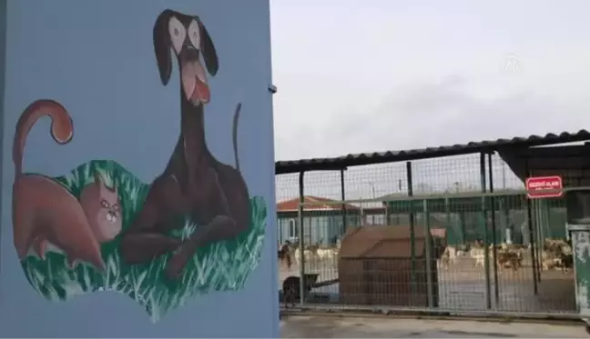 Yasaklı ırk köpek denetimleri artırılacak