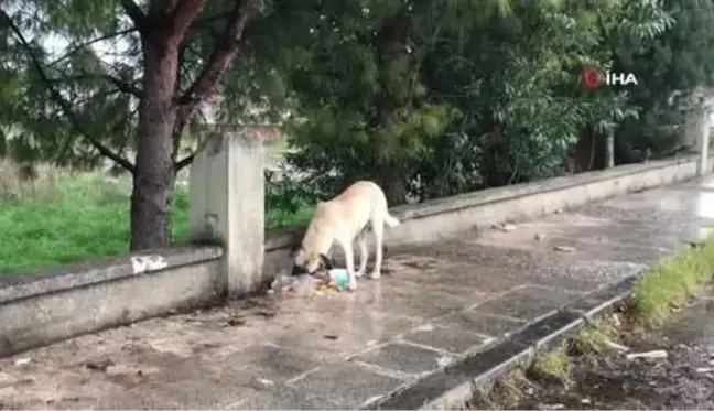 Son Dakika | Köpek saldırısında ölümden dönen Mert Dilek: 