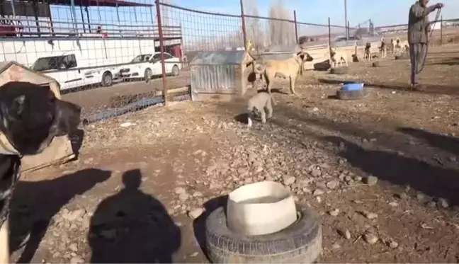 Kangal köpeği yetişkin kuzuları emziriyor