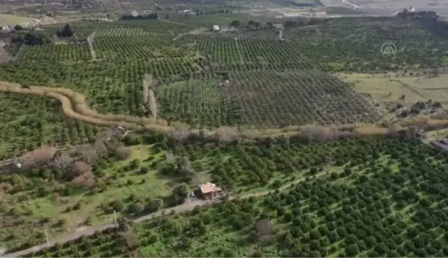 Mandalina ihracatı düşen rekolteye rağmen arttı