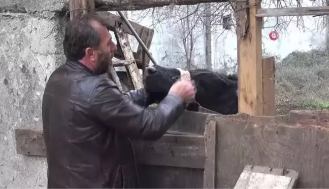 Yılbaşı gecesi çıktığı balkonda mahsur kalan tosun, yine aynı yerde mahsur kaldı