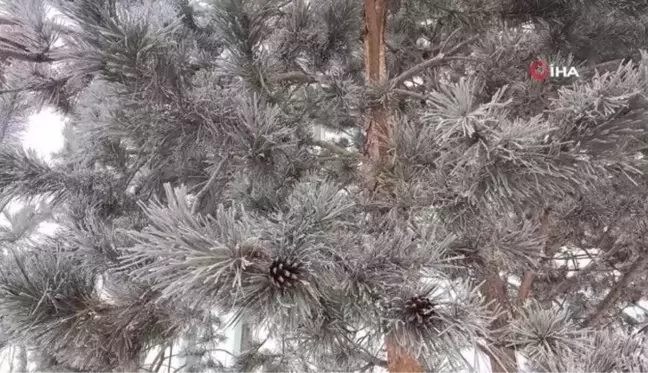 Erzurum'da yoğun sis görüş mesafesini düşürdü, ağaçlar kırağı tuttu