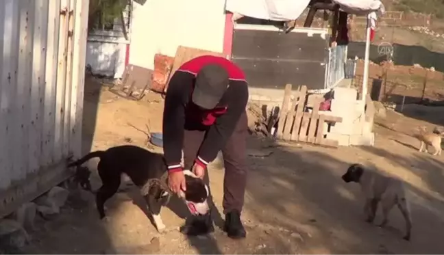 GAZİANTEP - Terk edilen pitbull cinsi 10 köpek barınağa alındı