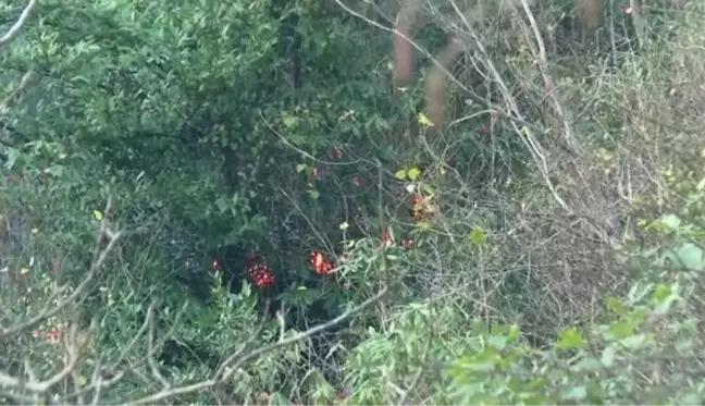 Doğu Karadeniz'de örtü ve orman yangını uyarısı