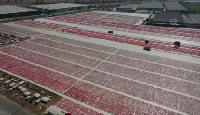 Kuru domates ihracatı 100 milyon dolara yaklaştı