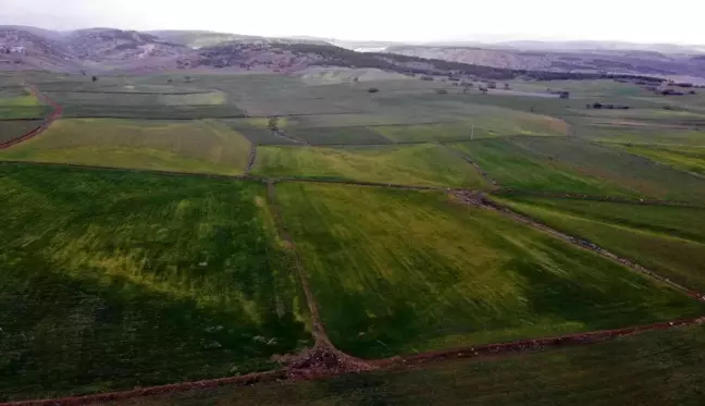 Çimlenen arpa hastalığa teslim oldu