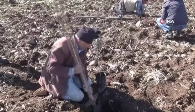 Kilis'te çiftçiye fidan desteği