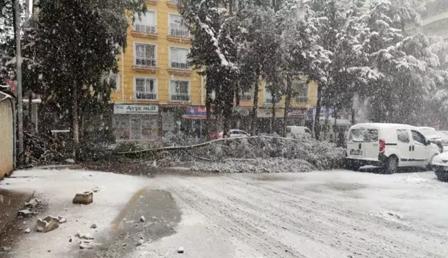 Gaziantep'te yoğun kar yağışı nedeniyle ağaçlar devrildi