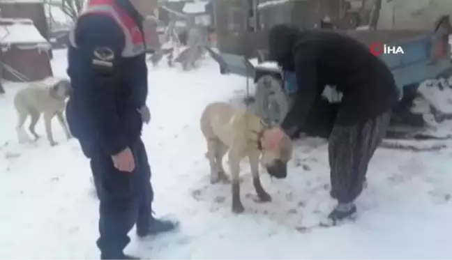 Av tüfeği ile vurulan kangal köpeği tedaviye alındı