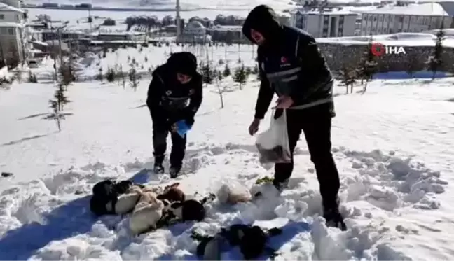 Son dakika: Elazığ polisi sokak hayvanlarını unutmadı