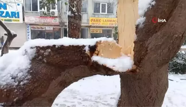 Mardin'de karın ağırlığına dayanamayan ağaç dalları kırıldı