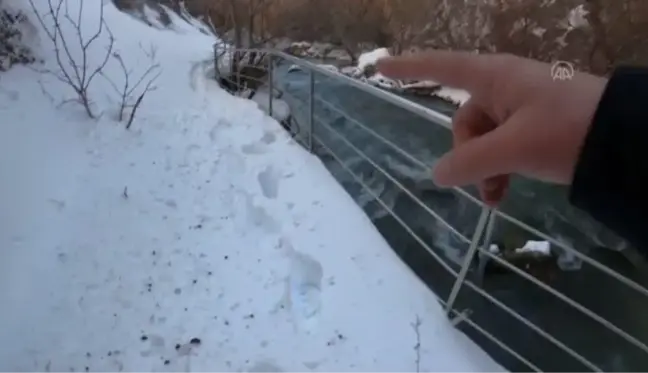 Yaralı ve donmak üzere olan güvercin fotoğrafçı sayesinde tedavi altına alındı