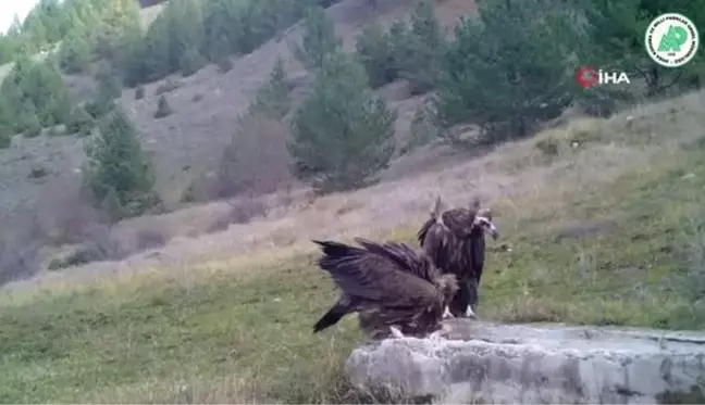 Kara akbaba ve Kızıl akbabaların doğal hayattaki görüntüleri foto-kapanlara yansıdı