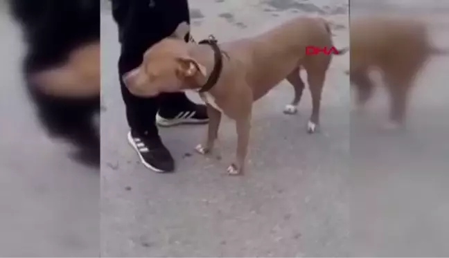 MERSİN'DE YASAKLI KÖPEK IRKLARINA DENETLEME