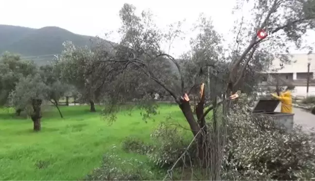 Bodrum'da zeytin ağaçlarını hortum vurdu