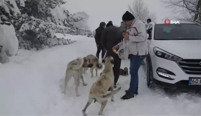 Karlar arasında bulunan 8 köpek yavrusu barınağa götürüldü