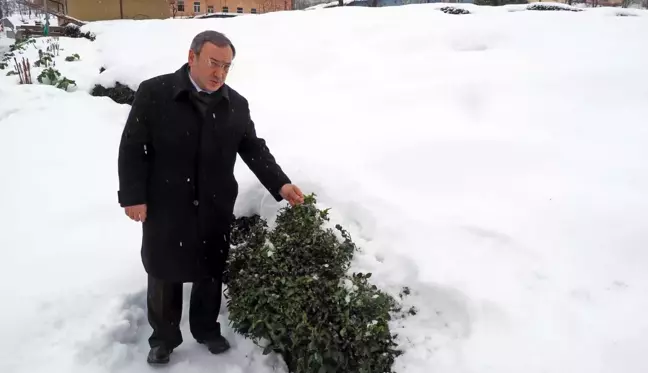 Kar, çayda kalite ve verimi artıracak