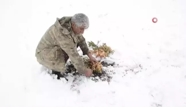 Meşe yapraklarının kış yolculuğu... Kuraklık nedeniyle toplanmıştı, şimdi yem olarak hayvanlara veriliyor