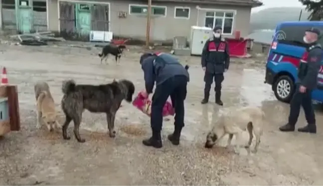 KASTAMONU - Jandarmadan hayvanlar için yem ve mama dağıtımı