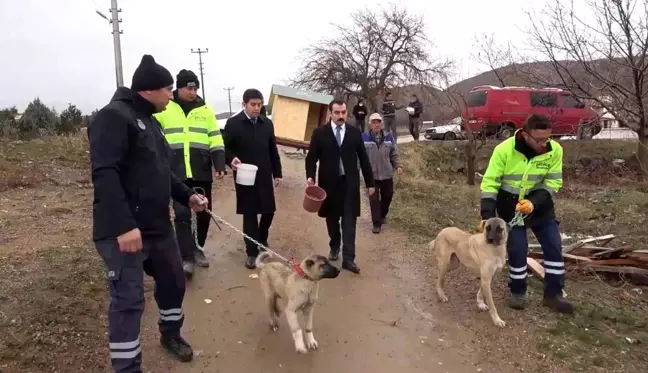 Cumhurbaşkanı talimat vermişti... Sokaktan sahiplenilen 'canlar' sıcak yuvalarında hayat buluyor