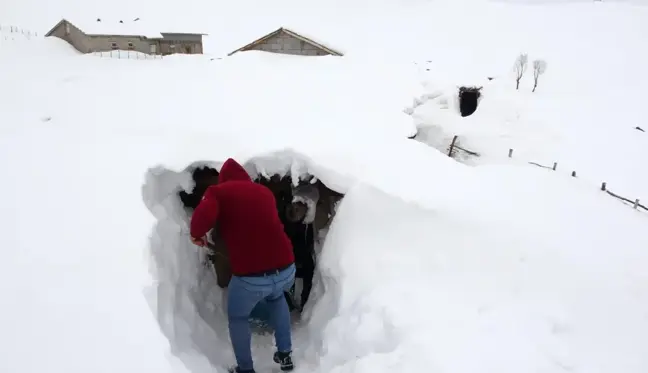 Muş'ta bir köy kara gömüldü, açtıkları tünellerle ulaşımı sağlıyorlar