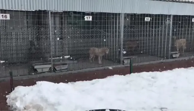 Doğaya terk edilen 10 köpekten 4'ü telef oldu