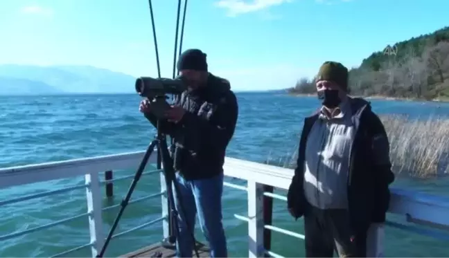 Sapanca Gölü'ndeki kuş popülasyonu kış ortası sayımıyla kayda alınıyor