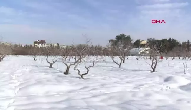 KAR YAĞIŞI ANTEPFISTIĞINDA REKOLTEYİ ARTIRACAK--