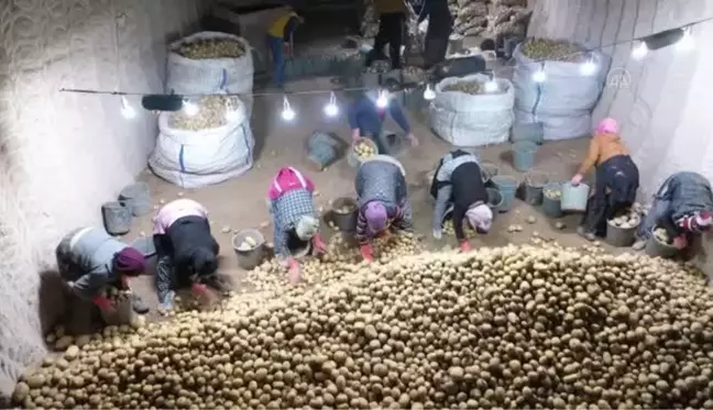 Kapadokya'dan günlük binlerce ton patates iç ve dış piyasaya sevk ediliyor