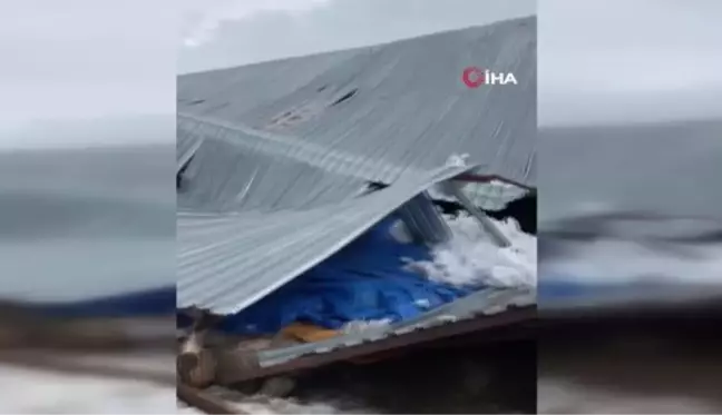 Yoğun kar yağışında mandıranın çatısı çöktü