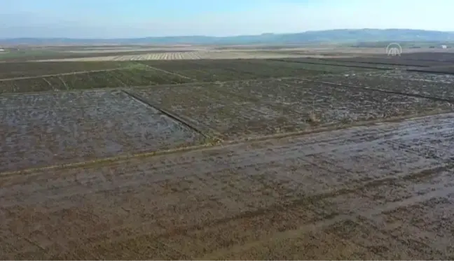 BALIKESİR - Gönen ve Manyas ovalarındaki çeltik tarlalarına 