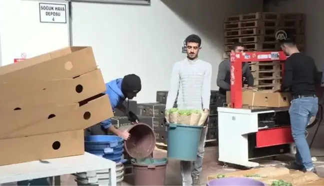 Çiçek sektörü kar nedeniyle pazar kaybından endişeli