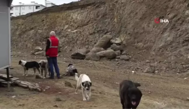 İlkadım ve Atakum'dan sokak hayvanlarına mama desteği