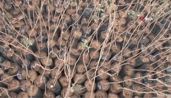 Şanlıurfa'da fıstık ve zeytin fidanları toprakla buluşuyor