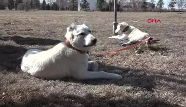 AKBAŞ ÇOBAN KÖPEKLERİNİN IRK GEÇMİŞLERİ İNCELENECEK