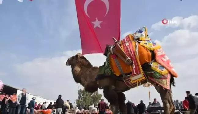 Son dakika haber: Söke 7. Geleneksel Deve Güreşi Festivali yoğun ilgi gördü