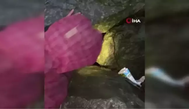 Deniz kenarındaki kayalıklarda doğuran köpek ve yavruları için vatandaşlar seferber oldu