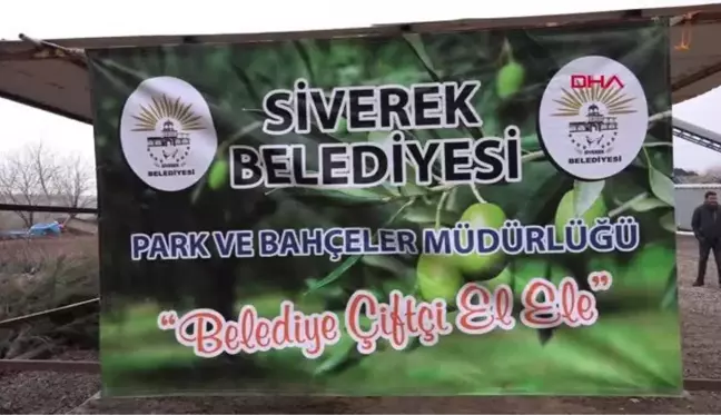 SİVEREK BELEDİYESİ ÇİFTÇİLERE 25 BİN ADET FİDANI DAĞITTI