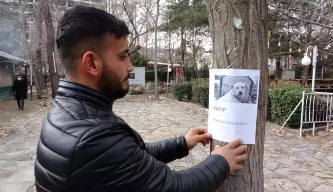 Sokak sokak gezerek kaybolan köpeğini arıyor