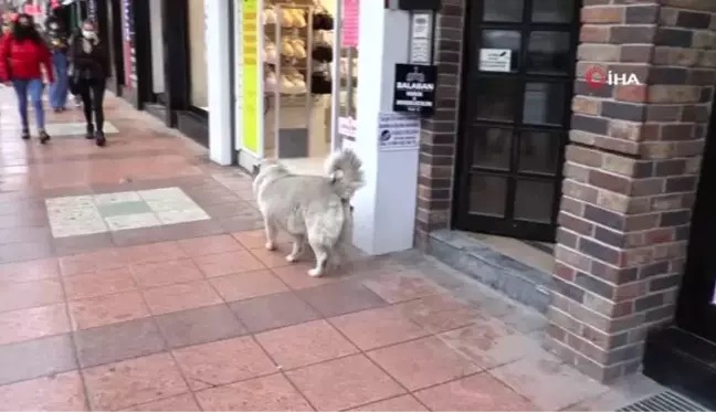 Eskişehir'in sevimli, tembel ve tombul köpekleri