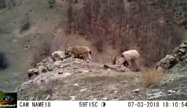 Türkiye'nin yaban hayatı zenginliği fotokapanlara yansıdı