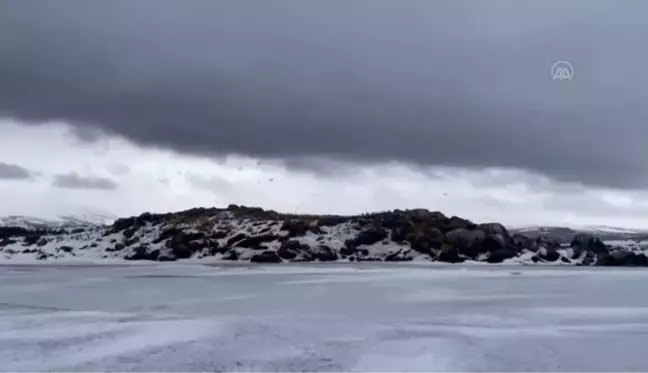 Buzla kaplı Çıldır Gölü'nün martılarını balıkçılar ekmekle besliyor